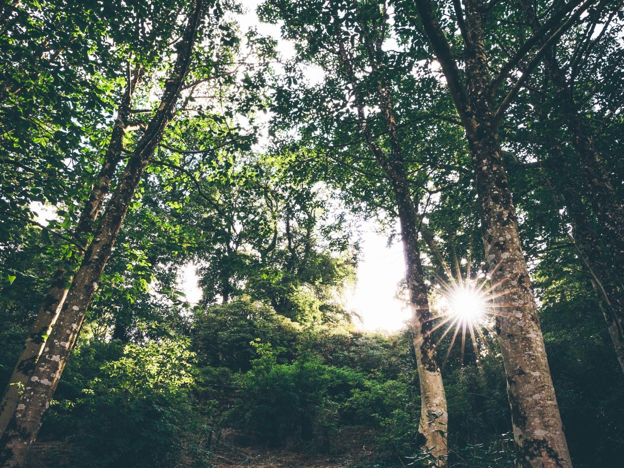 The Forest At Mount Congreve Gardens Kilmeaden ภายนอก รูปภาพ