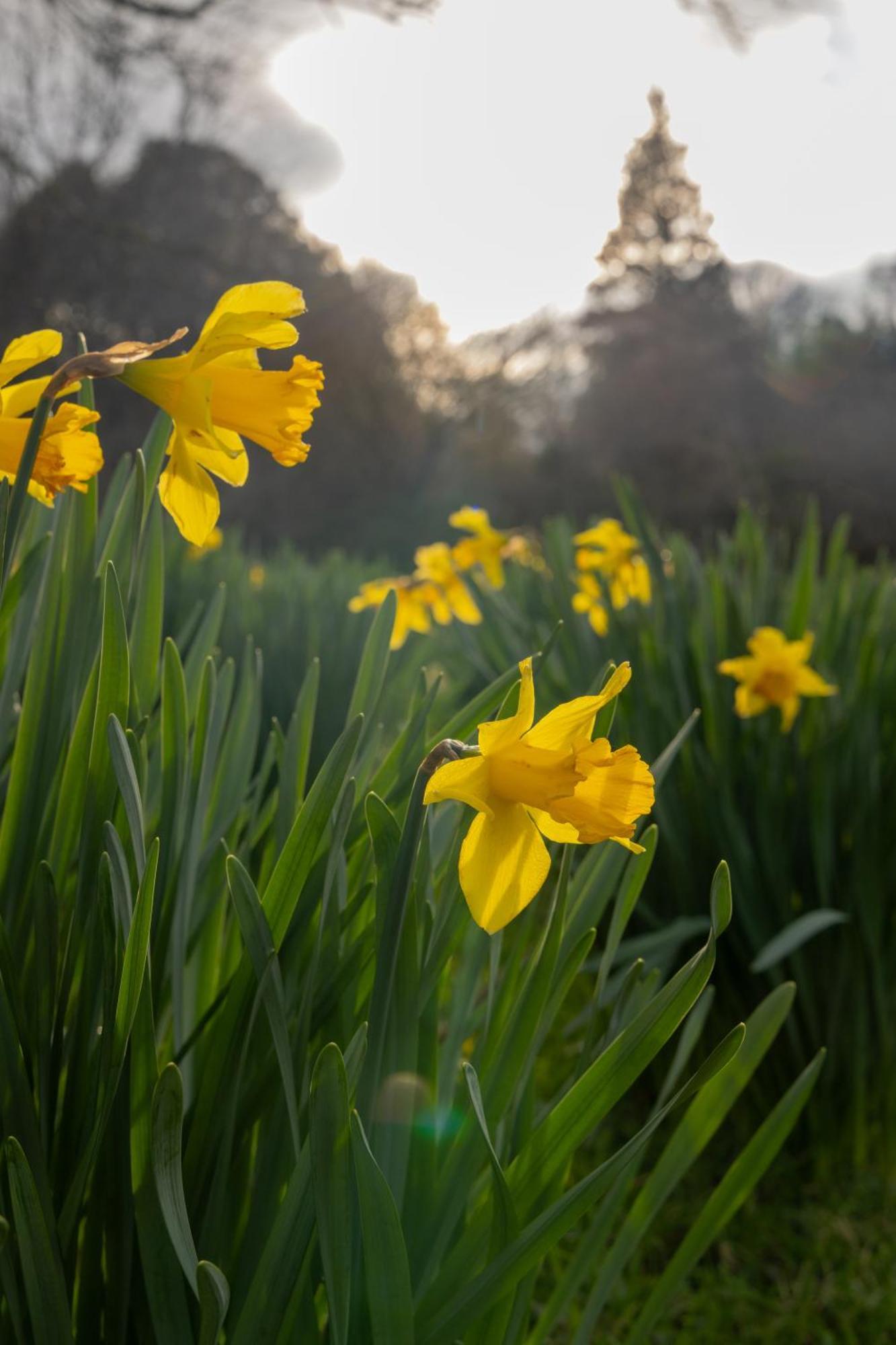 The Forest At Mount Congreve Gardens Kilmeaden ภายนอก รูปภาพ